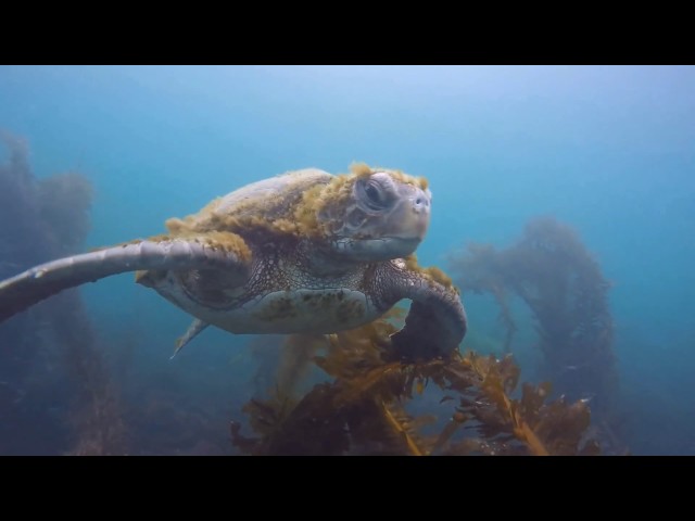 Scuba Diver Girls | Snorkeling with Turtles, Rays & Seals in La Jolla!!!