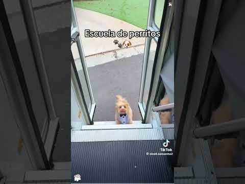 Cc:Creador los perritos tienen mas ganas de ir a la escuela que tu y yo 😭👄