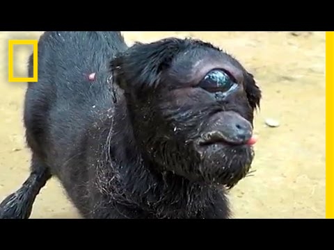 download lagu mp3 mp4 Cyclops Goat, download lagu Cyclops Goat gratis, unduh video klip Cyclops Goat