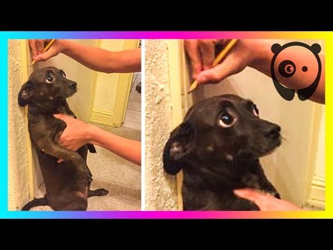 Hilarious Dog Snapchats That Are Impawsible Not To Laugh At Video