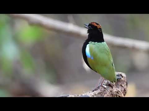 Pita dúhová (Pitta iris) — biotop a pohyb
