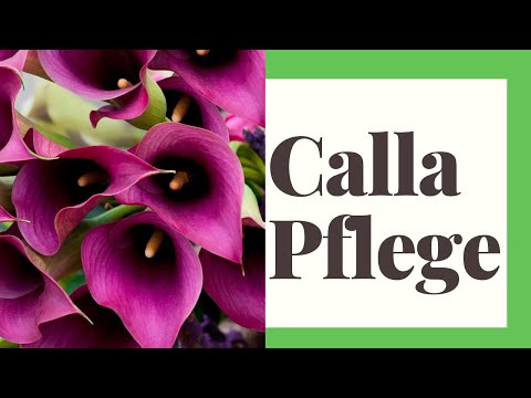 Calla care: This is how the plant is GUARANTEED to bring joy