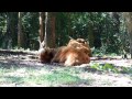 Scottish Highlander Bull Cow At Waccatee Zoo SC