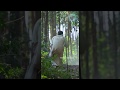 Muni Vertical WhatsApp Status Video 02 Magamuni Arya Santhakumar Thaman