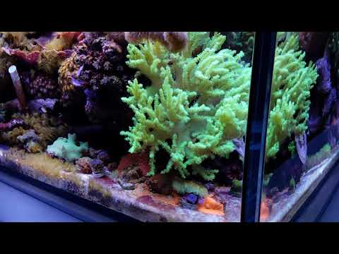 MikeC Soft Coral Reef Tank