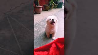 My cute dog 🐶 DODO  Dabe Dabe paaon se  whatsap