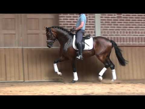 "Florian" 3 jähriger hannoveraner Hengst, 1.70 m, V. Fürst Belissaro, MV. Weltmeyer - Bolero