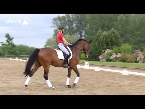 Galopppirouette & fliegende Wechsel ohne Spannung reiten - so klappt's | Ingrid Klimke