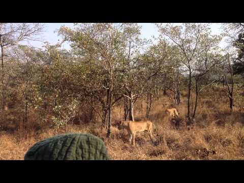 Super pride of lions (21), Ngala reserve