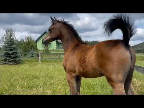 LOT 2 | Etien MJ(Cyclone OS x Eleanor MJ)