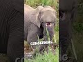 This elephant had a large hole in its trunk ❤️ #shorts