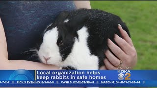 Take Me Home Tuesday: Quartz The Rabbit