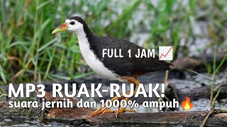 Download lagu MP3 Ruak-Ruak Paling Ampuh Di 2026 π₯|| Suara Jernih 1000% ampuh... mp3 Download lagu MP3 Ruak-Ruak Paling Ampuh Di 2026 π₯|| Suara Jernih 1000% ampuh... mp3