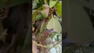 Download lagu Live highlight wow mango🥭🥭#kachamango #mangorecipe#mangojuice#mangolassi#mangolive#eating#mangolassi mp3 Download lagu Live highlight wow mango🥭🥭#kachamango #mangorecipe#mangojuice#mangolassi#mangolive#eating#mangolassi mp3