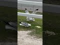 Seagulls Like Eating Fries Shortvideo