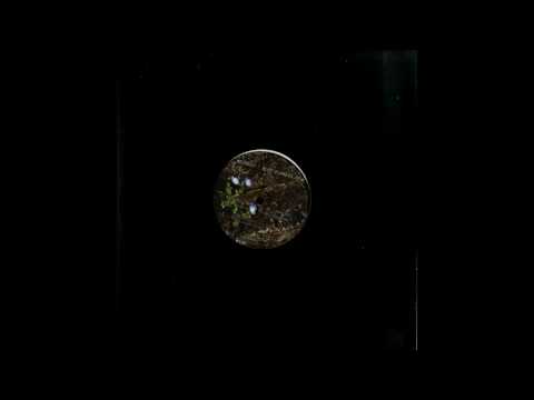 Melodie - XM