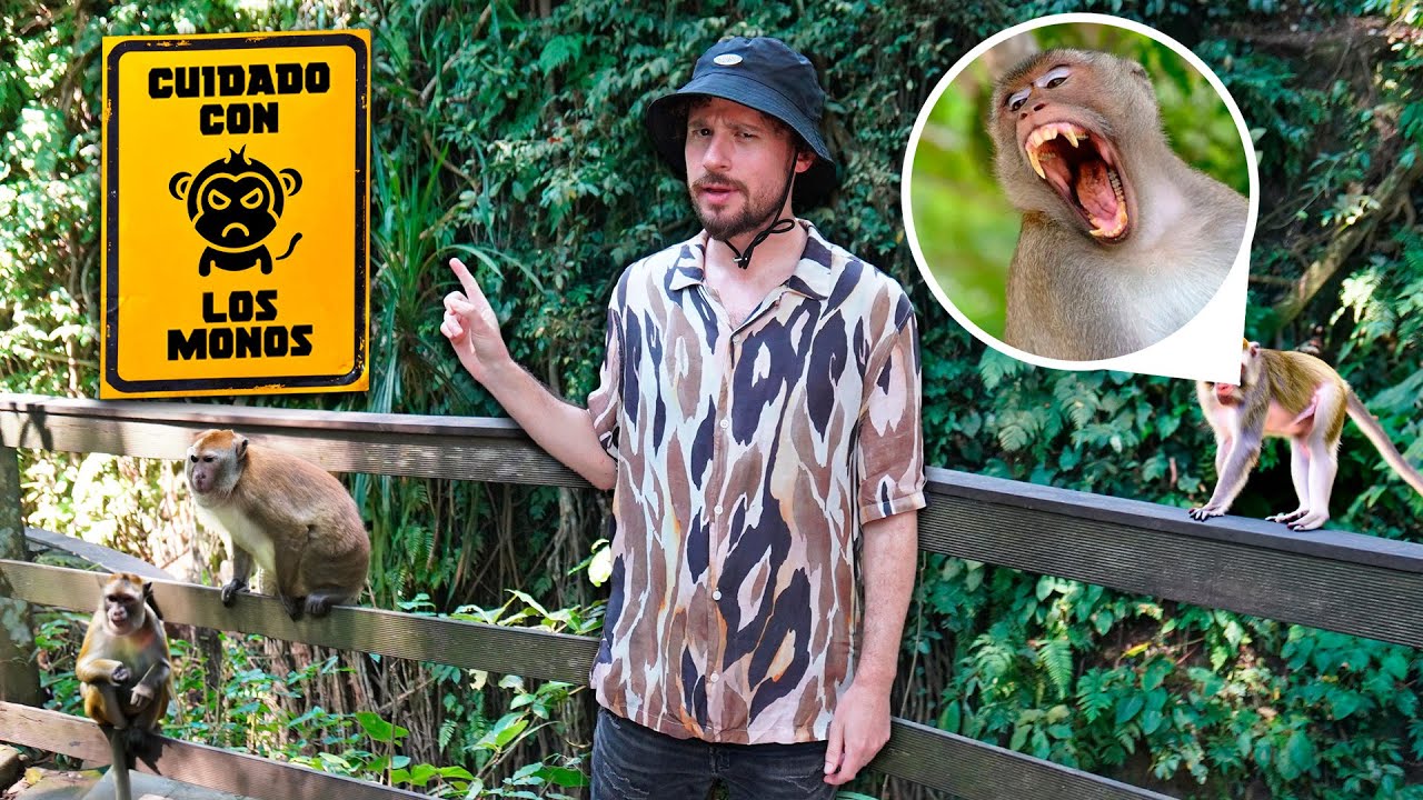 Bali's "aggressive and thieving" monkey park: IS IT TRUE | Ubud 🇮🇩🐵