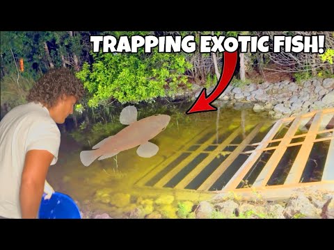 Trapping Creek FULL of EXOTIC Aquarium Fish!