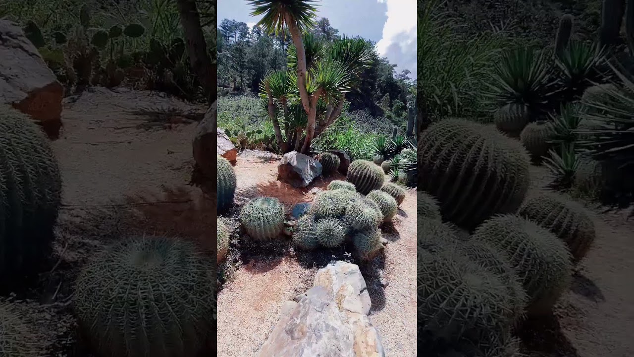 YouTube Short thumbnail