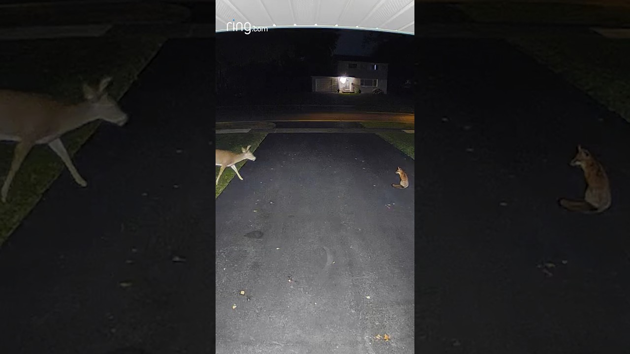 The crossover we didn't realize we needed