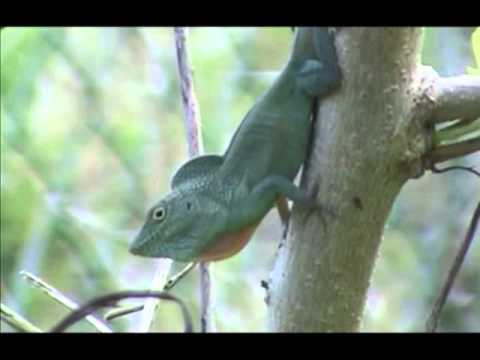 grahami responding to grahami robot