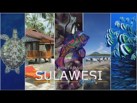 Diving North Sulawesi - one of the best diving experiences in the world! - Tauchen in Manado