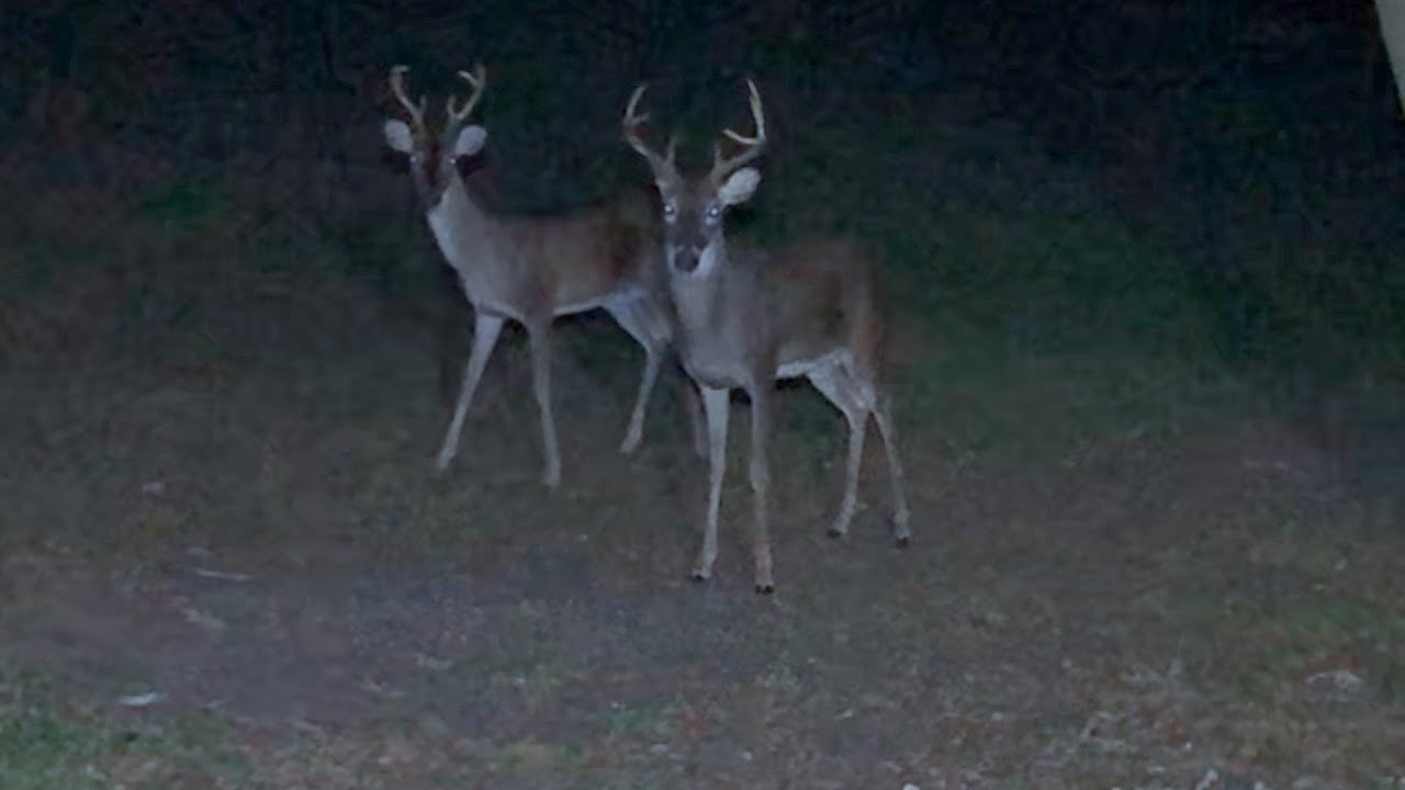 As Thirsty as a Deer -- SFMV#38