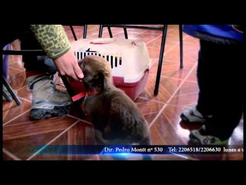 NOTICIERO WERQUEN - 17 JUNIO 2015