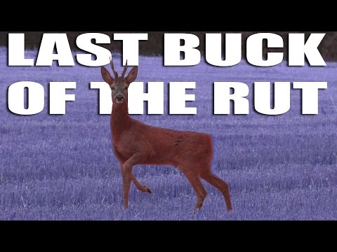 Last buck of the rut Last buck of the rut
