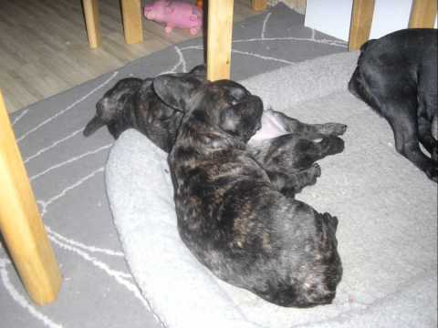 Koer aknal -Kukerpillid.wmv