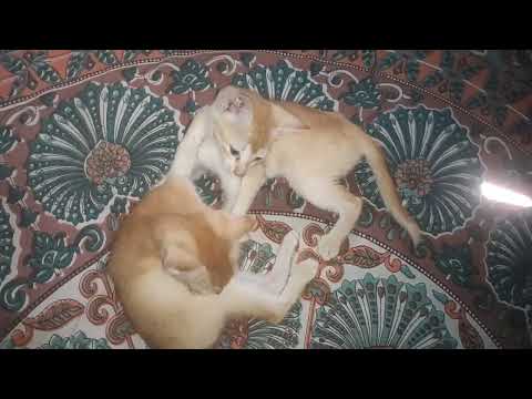 very beautiful cats Masti