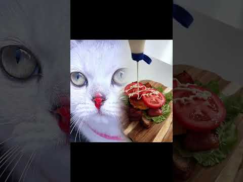 У Белки Появился Друг#cat #топ