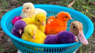 Catch millions of cute chickens, colorful chickens, gold fish, turtle, rabbits, ducks, cute animals