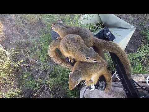 Djuma: Three Squirrels at cam tree - 15:30 - 05/01/19