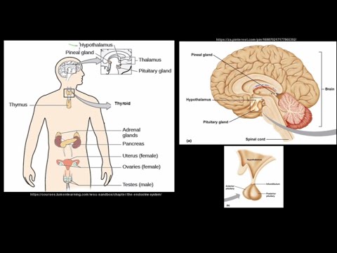 Grade 12 Life Sciences Responding to the Environment The Endocrine System