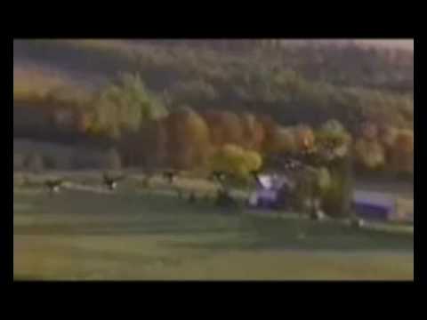 REMAX y el vuelo de los gansos