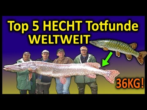 Top 5 Rekord HECHT-TOTFUNDE WELTWEIT | 1,69 Meter Hecht
