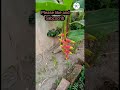 Bird of Paradise Flowers From My Garden #viral #shortvideo #beautiful #viralshort