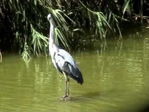Garça real - Grey Heron  no Rio Lizandro-Ericeira