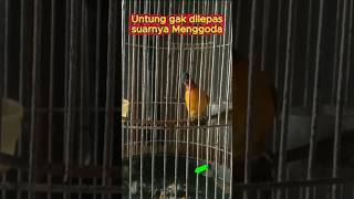 Download lagu Suara Kutilang Emas Gacor Menggoda Lawan mp3