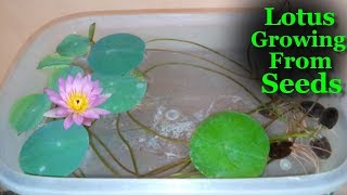 How To Grow Lotus From Seeds at Home | Lotus growing in Water | Lotus Growing Time Lapse