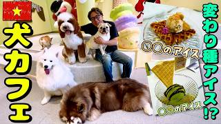 【ベトナム最新犬カフェ】超クセツヨアイスと犬まみれ!YEPO|よしもとHELLO ASIAチャンネル