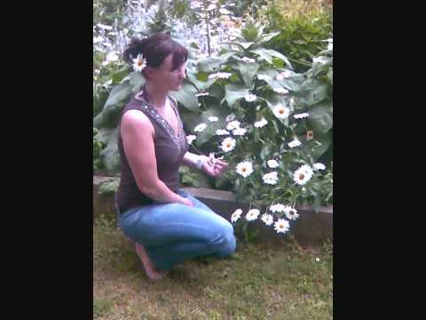 Ruhe in Frieden mein Schwesterherz ♥♥♥