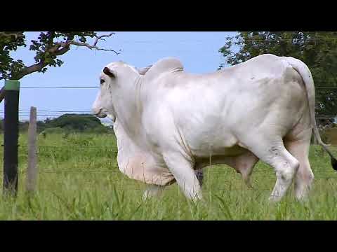 MAAB - NELORE MOCHA - MAAB FRANK FIV - MABY 5380