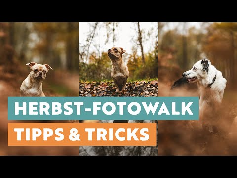How to create great autumn portraits of your dog - Dog photography tips & tricks