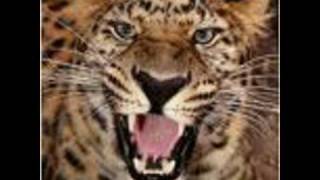 madre tierra avalanch