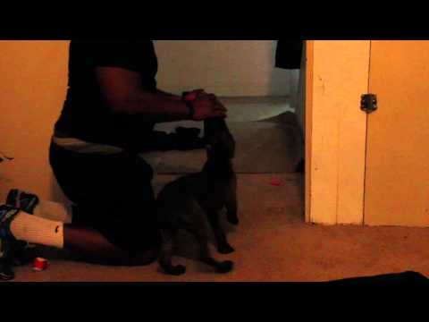 demarcus van guard ball conditioning