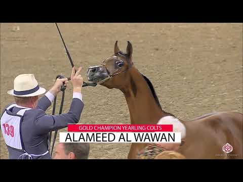 The Breeders Cup Kuwait 2020 Purebred Arabians - Aftermovie