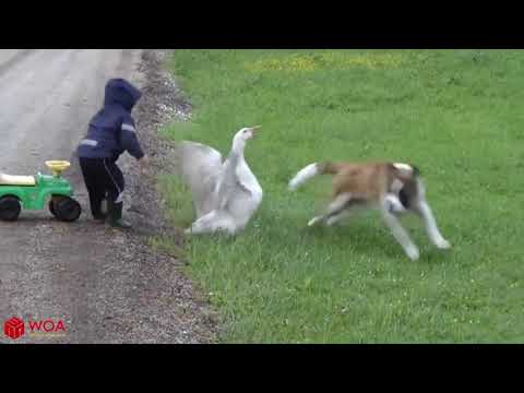 Funny Goose Chasing Kids Compilation   Funny Babies and Pets