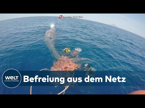 ITALIEN: Taucher befreien einen Wal aus einem illegalen Fischernetz